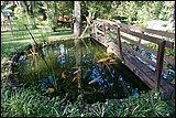 PeixesViscondeMauaPousada4632.jpg(178 KB)